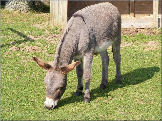Cross a Donkey