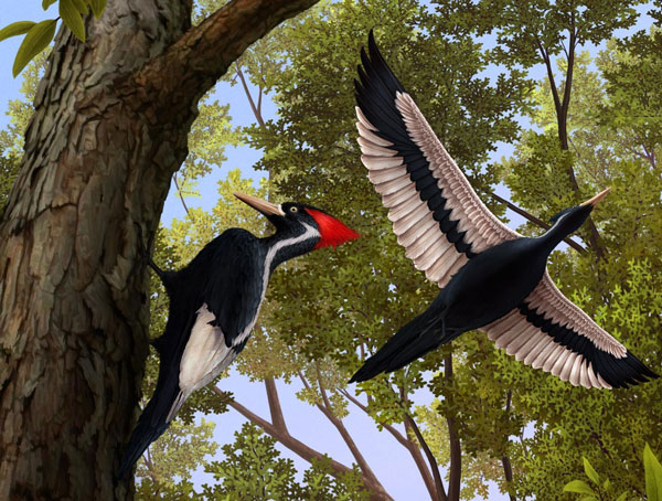 Ivory-billed Woodpecker